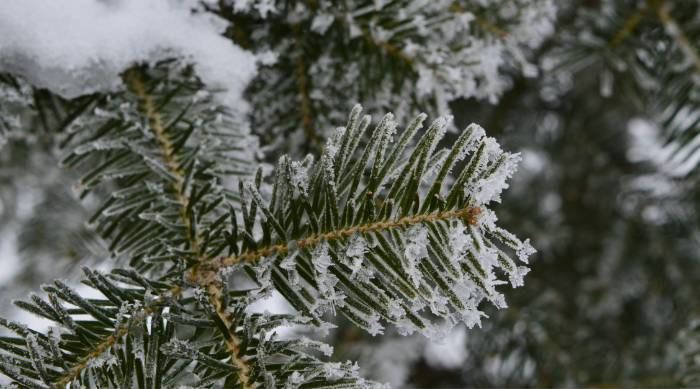 spruce bough covered in frost